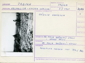 Muzički folklor Sinjske krajine, 1965.: Sušenje kukuruza