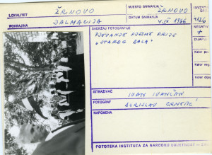 Moštra u Žrnovu (Korčula), 1966. Pjevanje pjesme prije 