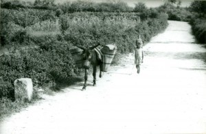 Folklorna građa (običaji) Istre, 1963.-1965.: Donošenje vode u " brentama " na magarcu