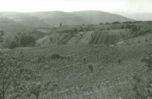 Folklorna građa (običaji) Istre, 1963.-1965.: Pogled na vinograde
