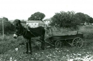 Folklorna građa (običaji) Istre, 1963.-1965.: Magarac pomoću malog jarma ("jarmića") vuče kola