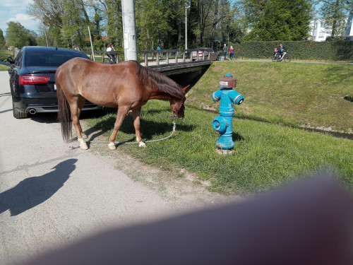 Konj u Maksimirskom parku