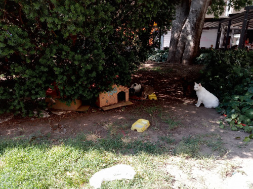 Hranilice i hranilište za mačke, Split